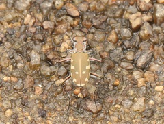 Calomera cardoni