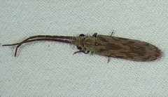 Tenomerga cinerea