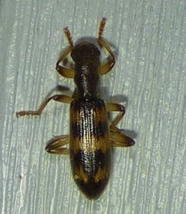 Cymatodera undulata