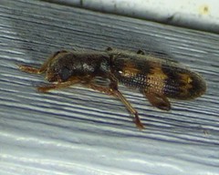Cymatodera undulata