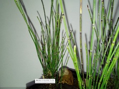 Equisetum scirpoides