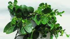 Maytenus obtusifolia