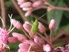Lygocoris pabulinus