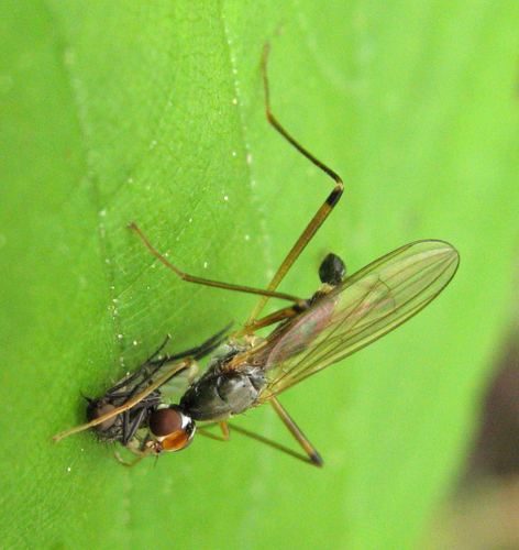 Neria cibaria, photo 4 of 7