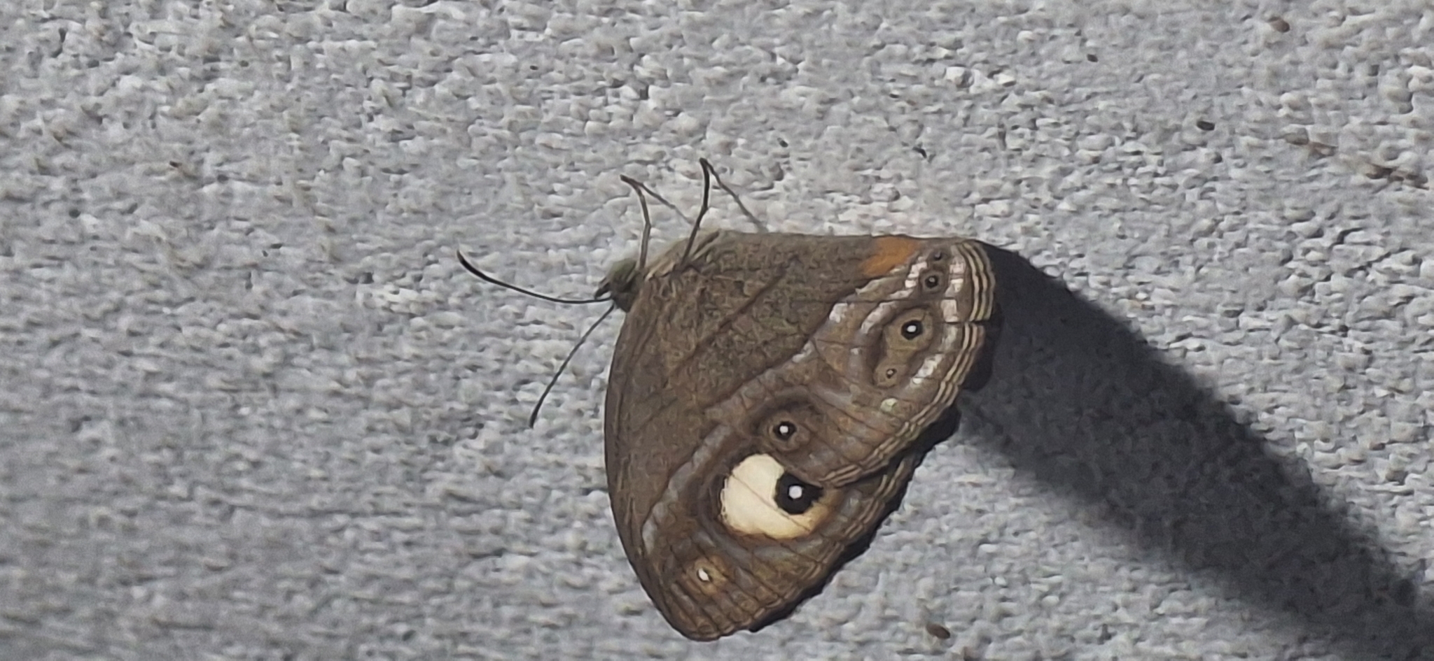 Malabar Glad-Eye Bushbrown