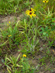 Rudbeckia hirta pulcherrima