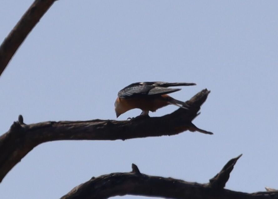 Mosque Swallow (Cecropis senegalensis), photo 5