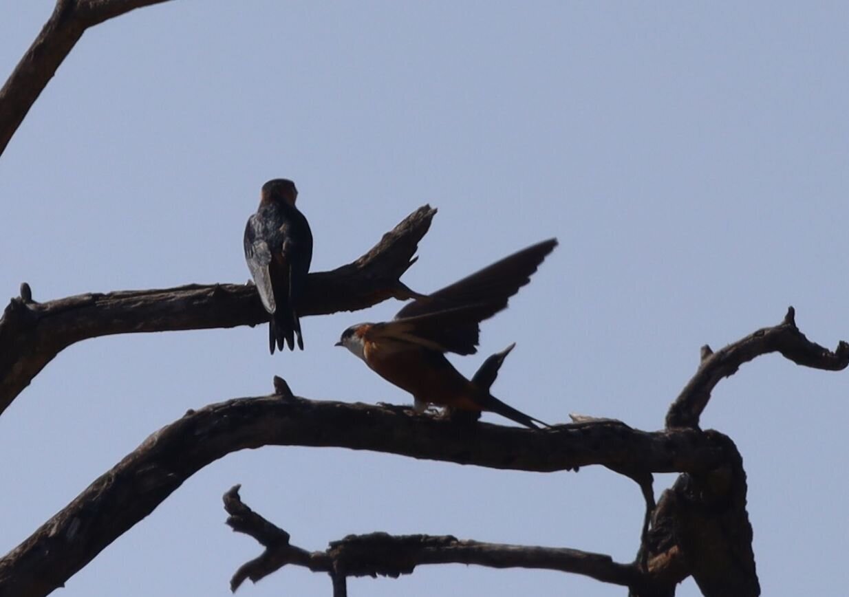 Mosque Swallow (Cecropis senegalensis), photo 4