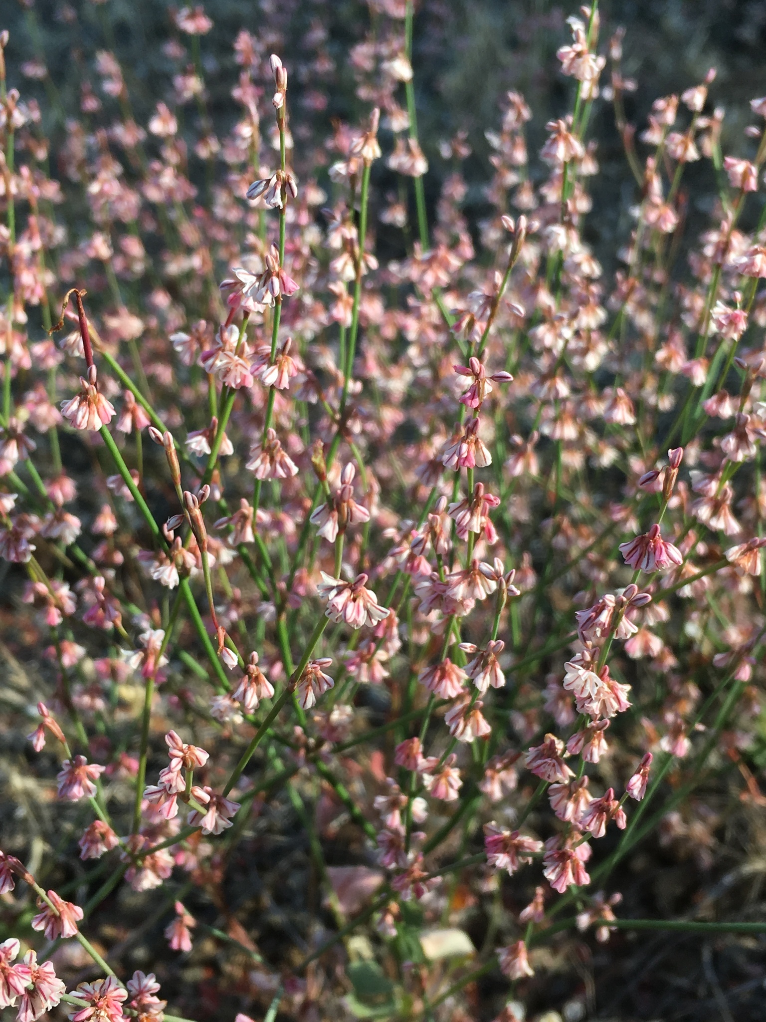 Eriogonum vimineum