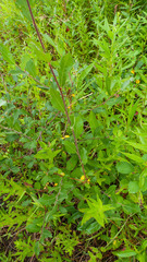 Salix aurita