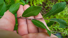 Salix aurita
