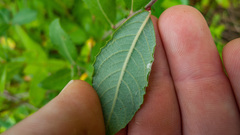 Salix aurita
