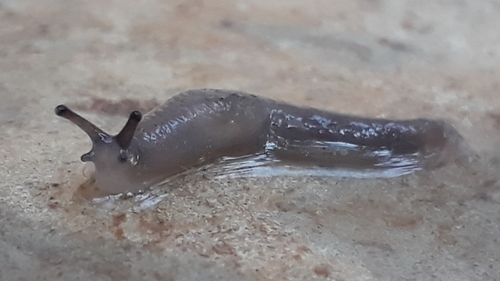 Meadow Slug, 17 - St. de Habitações Individuais Norte - St. De Habitacoes Individuai, Brasília - DF, 71503-700, Brasil, photo 6 of 10