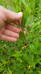 Salix aurita