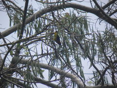 Icterus auricapillus