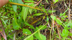 Salix aurita