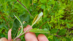Salix aurita