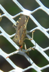 Hypselonotini