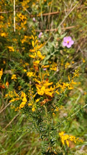 Image of Genista triacanthos by (c) Elizabete Marchante, some rights reserved (CC BY)