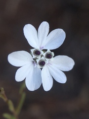 Blepharipappus scaber
