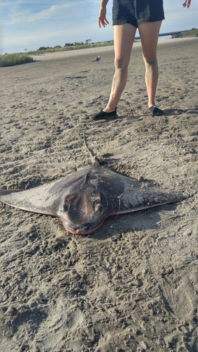 Bullnose Eagle Ray (Myliobatis freminvillei), a species recorded in Delaware