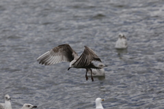 Larus argentatus