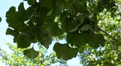 Ginkgo biloba