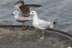 Larus argentatus