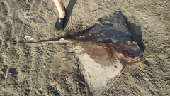 Myliobatis freminvillei