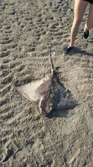 Myliobatis freminvillei