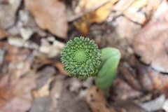 Malaxis elliptica