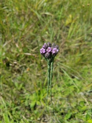 Carphephorus pseudoliatris