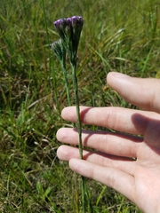 Carphephorus pseudoliatris