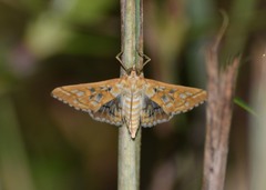 Epipagis fenestralis