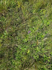 Carphephorus pseudoliatris