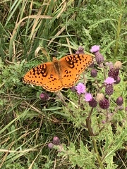 Speyeria nokomis