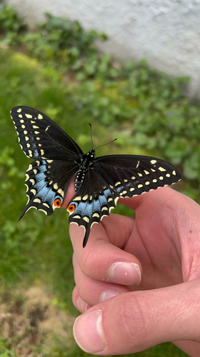 Black swallowtail