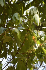Actinodaphne tadulingamii