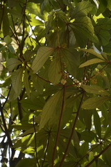 Actinodaphne tadulingamii