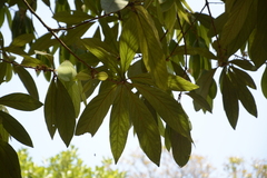 Actinodaphne tadulingamii