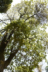 Actinodaphne tadulingamii