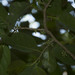 Aporusa cardiosperma - Photo (c) Siddarth Machado, algunos derechos reservados (CC BY), subido por Siddarth Machado