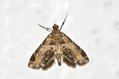Usingeriessa onyxalis