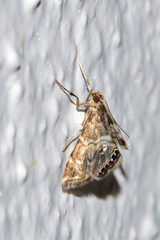 Usingeriessa onyxalis