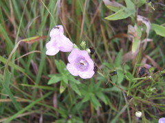 Agalinis aspera