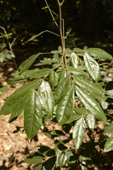 Archidendron bigeminum