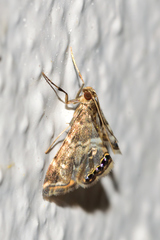 Usingeriessa onyxalis