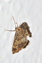 Usingeriessa onyxalis