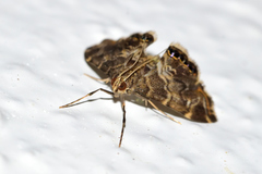 Usingeriessa onyxalis