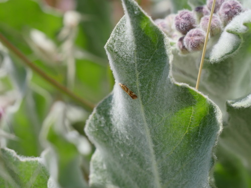 iNaturalist observation photo of Mirificarma eburnella